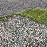 Rattenausrottung: Aktion Tod + Leben - Bild 9