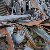 Rattenausrottung: Aktion Tod + Leben - Bild 11