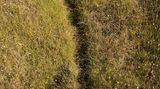 Rattenausrottung: Aktion Tod + Leben - Bild 12