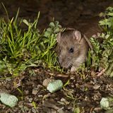 Rattenausrottung: Aktion Tod + Leben - Bild 13