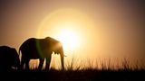 Elefant
