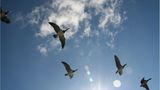 Gänseflug