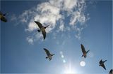 Gänseflug