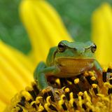 Laubfrosch