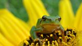 Laubfrosch