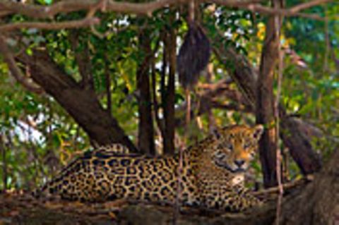 Artenschutz: Wo darf der Jaguar leben?