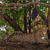 Artenschutz: Wo darf der Jaguar leben?