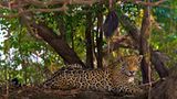 Artenschutz: Wo darf der Jaguar leben?