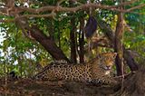 Artenschutz: Wo darf der Jaguar leben?