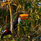 Artenschutz: Wo darf der Jaguar leben? - Bild 3