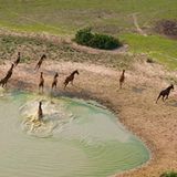 Artenschutz: Wo darf der Jaguar leben? - Bild 4