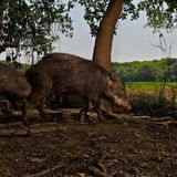 Artenschutz: Wo darf der Jaguar leben? - Bild 5