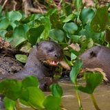 Artenschutz: Wo darf der Jaguar leben? - Bild 6