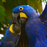 Artenschutz: Wo darf der Jaguar leben? - Bild 7