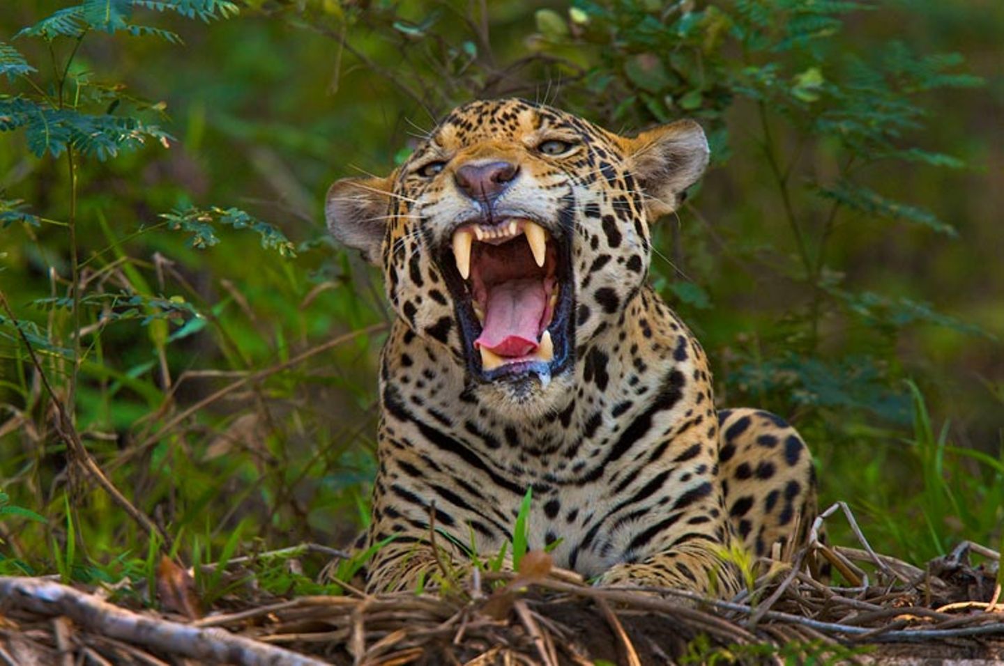 Artenschutz: Wo darf der Jaguar leben? - Bild 8