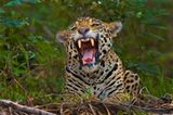Artenschutz: Wo darf der Jaguar leben? - Bild 8