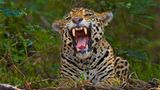 Artenschutz: Wo darf der Jaguar leben? - Bild 8