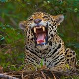 Artenschutz: Wo darf der Jaguar leben? - Bild 8