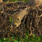 Artenschutz: Wo darf der Jaguar leben? - Bild 9