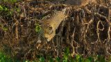 Artenschutz: Wo darf der Jaguar leben? - Bild 9