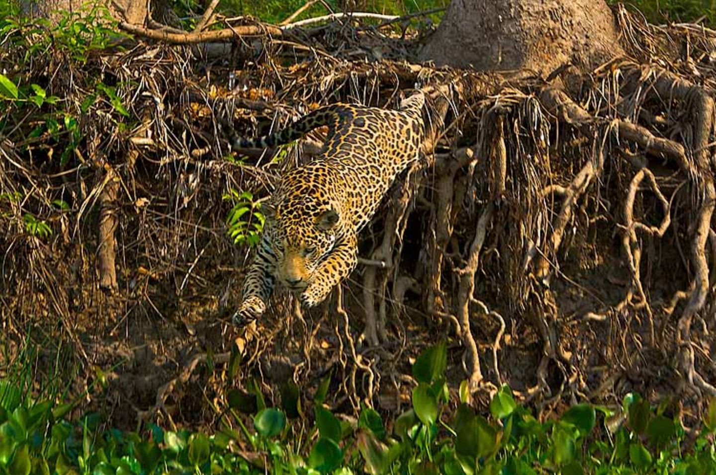 Artenschutz: Wo darf der Jaguar leben? - Bild 9