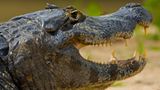 Artenschutz: Wo darf der Jaguar leben? - Bild 10