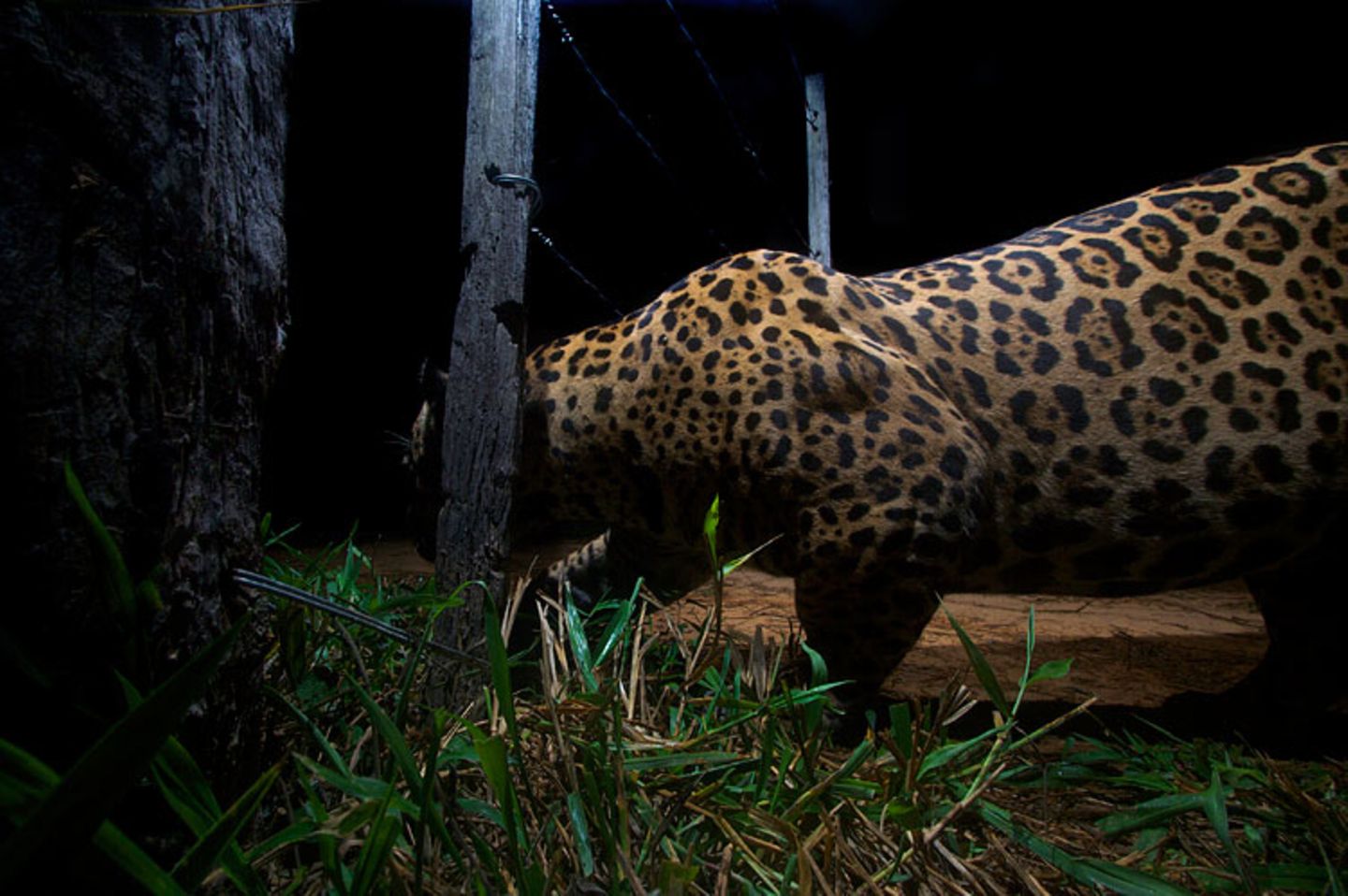 Artenschutz: Wo darf der Jaguar leben? - Bild 11