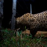 Artenschutz: Wo darf der Jaguar leben? - Bild 11