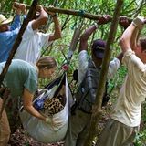 Artenschutz: Wo darf der Jaguar leben? - Bild 12