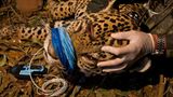 Artenschutz: Wo darf der Jaguar leben? - Bild 13