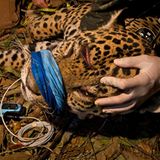 Artenschutz: Wo darf der Jaguar leben? - Bild 13