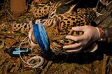 Artenschutz: Wo darf der Jaguar leben? - Bild 13