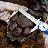 Artenschutz: Wo darf der Jaguar leben? - Bild 14