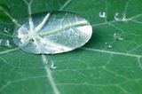 Wassertropfen