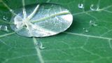 Wassertropfen