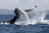 Whale Watching