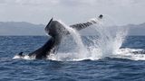 Whale Watching