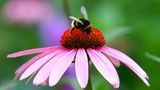 Hummel