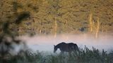 Pferd im Morgennebel