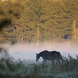 Pferd im Morgennebel