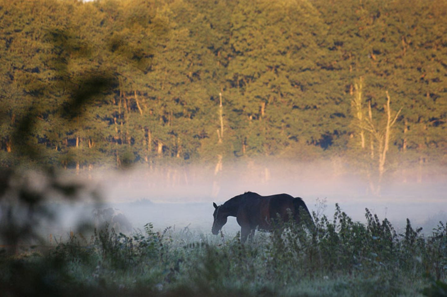 Pferd im Morgennebel