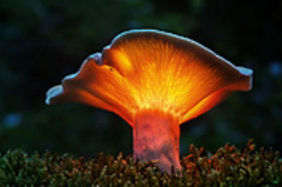 Fotogalerie: Fotogalerie: Zauberhafte Pilze