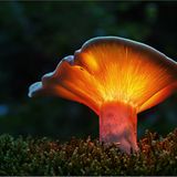 Fotogalerie: Fotogalerie: Zauberhafte Pilze