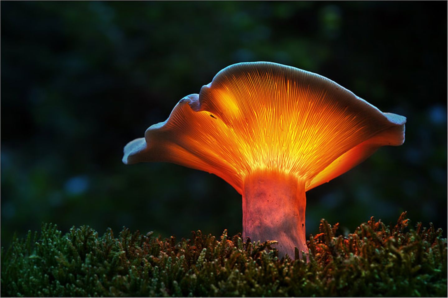 Fotogalerie: Fotogalerie: Zauberhafte Pilze