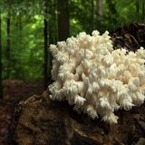 Fotogalerie: Fotogalerie: Zauberhafte Pilze - Bild 2