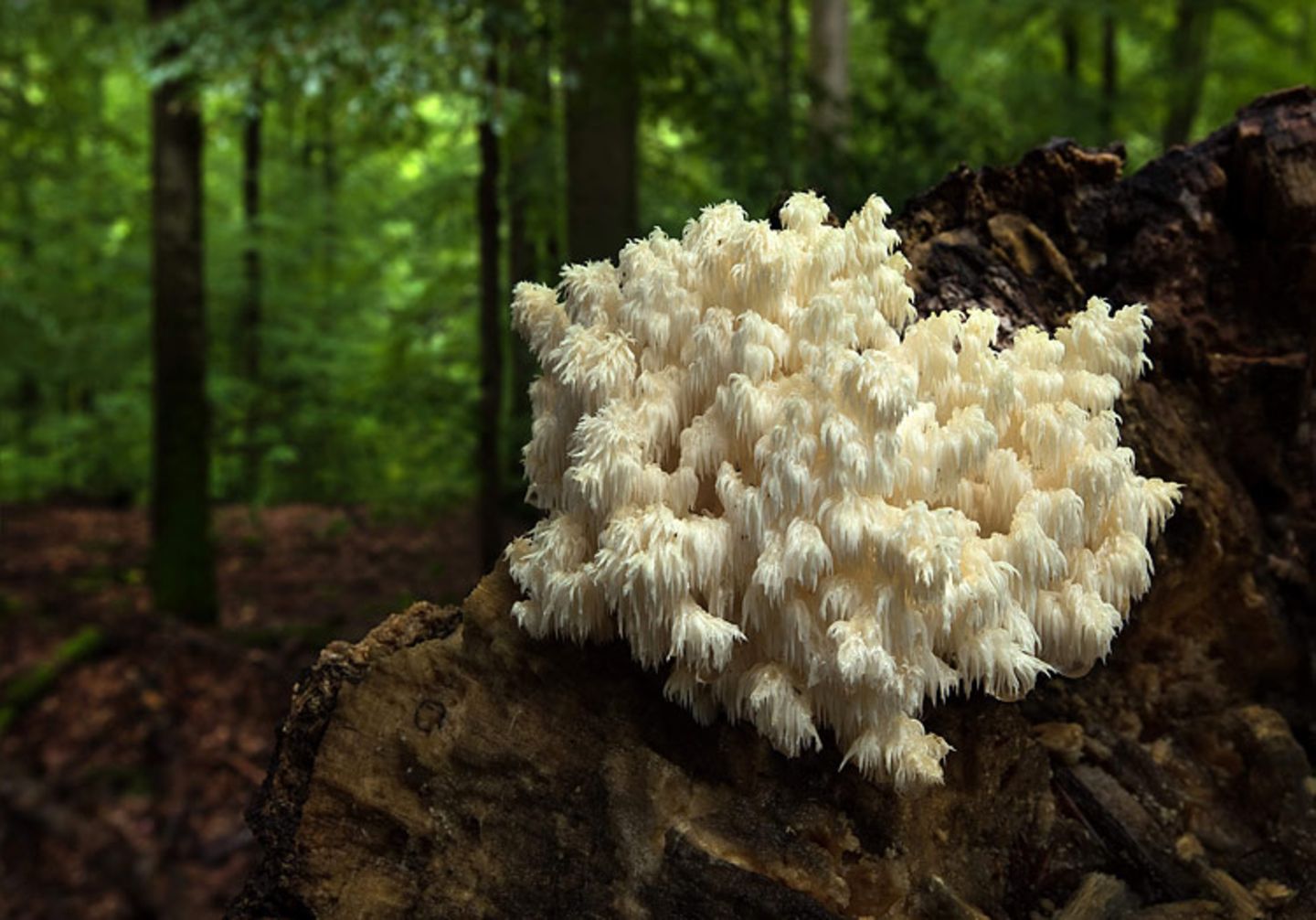 Fotogalerie: Fotogalerie: Zauberhafte Pilze - Bild 2