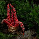 Fotogalerie: Fotogalerie: Zauberhafte Pilze - Bild 3