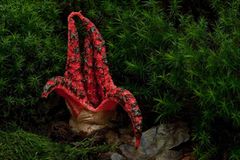 Fotogalerie: Fotogalerie: Zauberhafte Pilze - Bild 3
