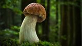 Fotogalerie: Fotogalerie: Zauberhafte Pilze - Bild 4