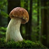 Fotogalerie: Fotogalerie: Zauberhafte Pilze - Bild 4